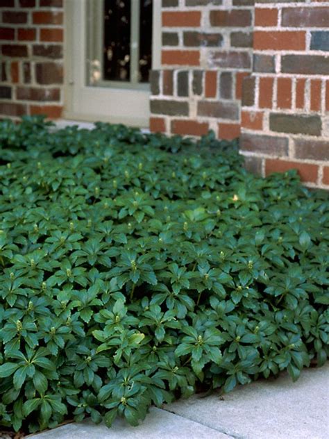 Pachysandra Green Carpet Bluestone Perennials Ground Cover Plants