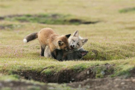 Washington Foxes Nature Picture Library