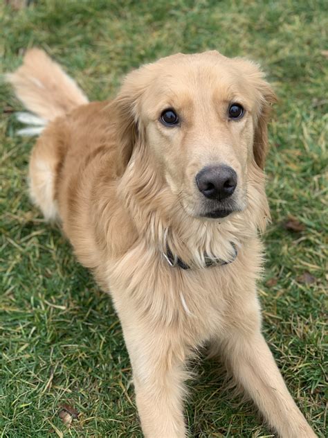 They make an ideal family dog and pet, play well with children, are easy his ultimate goal in breeding dogs was to create a breed that would do well in the scottish climate and love hunting and retrieving the local game. Golden Retriever Puppies For Sale | Cincinnati, OH #324943