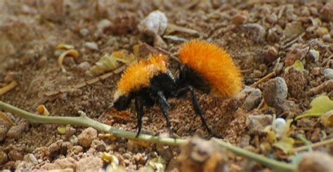 Velvet Ants Insects In The City
