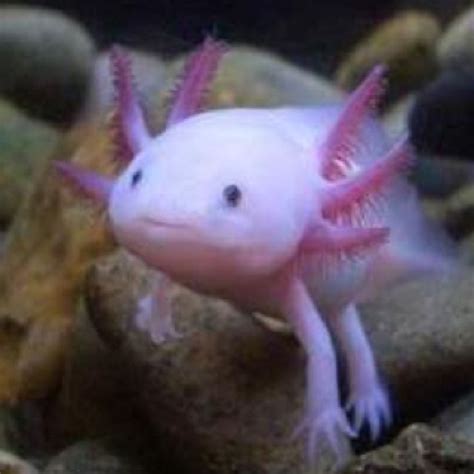 Amazing Pink Fish Weird Animals Weird Sea Creatures Cute Endangered