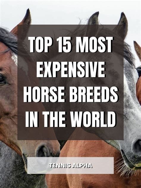 Top 15 Most Expensive Horse Breeds In The World Tennis Alpha