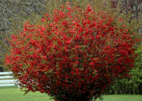 Japanese flowering quince are among the first shrubs to flower each year. Texas Scarlet Flowering Quince 1 Gallon Potted Plant Bush ...