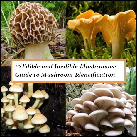 In a simpler term i discuss about mushrooms types that are edible or eatable. 10 Edible and Poisonous Mushrooms-Guide to Mushroom ...