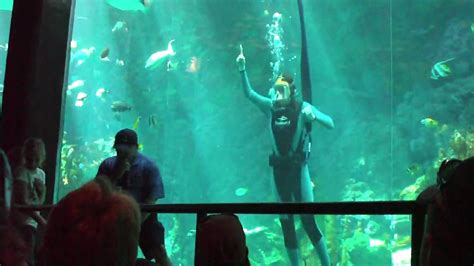 Fish Feeding At The Seaworld Aquarium Youtube