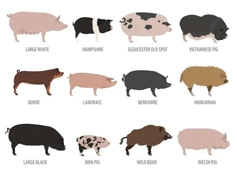 36 Types Of Pig Breeds For Pig Farming Business Pictures