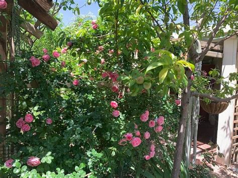 My Enchanting Cottage Garden Cottage Garden Roses Rose Garden Small