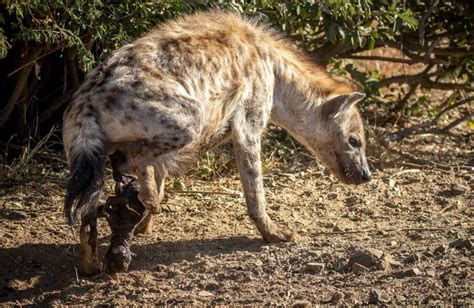 Rare Hyena Birth Captured On Camera Nature Ttl