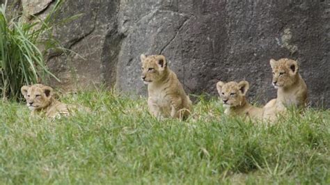 Nc Zoo Holds Naming Contest For Lion Cubs