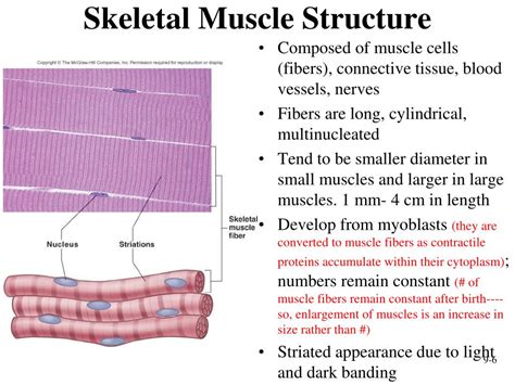 Ppt Muscular System Histology And Physiology Powerpoint Presentation