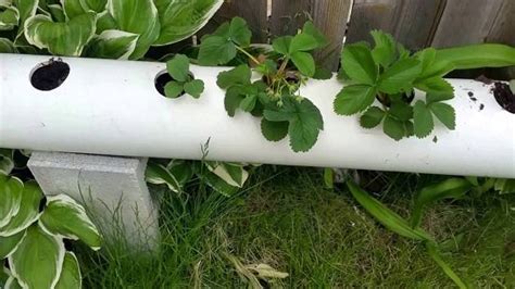16 Unimaginable Diy Pvc Pipe Planters To Create A Pvc Garden Balcony