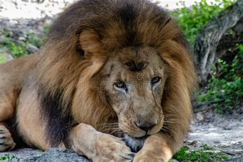Adult Male Lion Stock Photo Image Of Feline Brown 134887292
