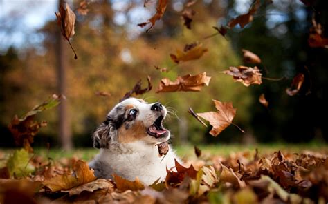 Download Wallpapers Australian Shepherd Puppy Autumn Pets Dogs