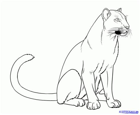 Draw Panthers Black Panthers Step By Step Drawing Sheets Added By