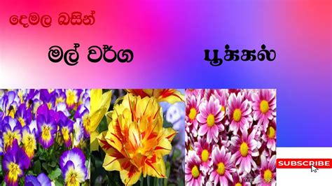 How To Learn Flowers In Tamil For Sinhala Studentslearn Flowers With