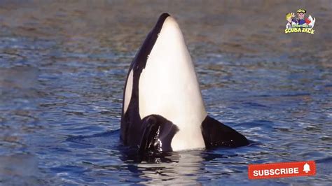 Interesting Facts About Killer Whales One News Page Video