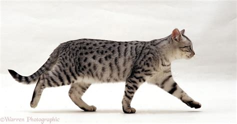Silver Tabby Cat Walking Photo Wp15472