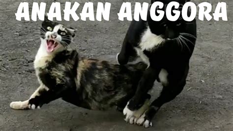 Kucing Anggora kawin silang dengan kucing Asia | KUCING KAWIN - YouTube