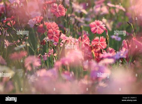 A Field Of Pink Flowers Is Pictured Growing Amidst Lush Green Grass And Wild Weeds Providing A