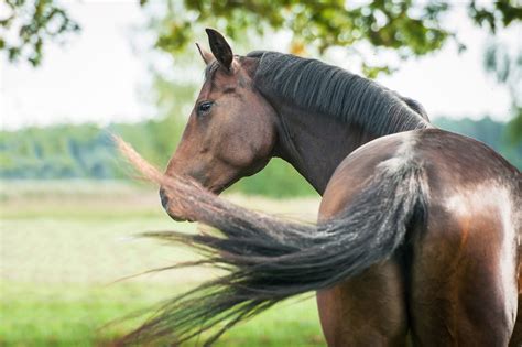 What Your Horses Tail Tells You