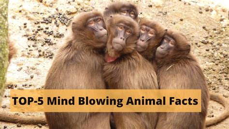 Top 5 Mind Blowing Animal Facts Shorts Top5facts Facts Youtube