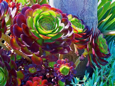 10 Easy Succulents For Your Drought Tolerant Garden Install It Direct