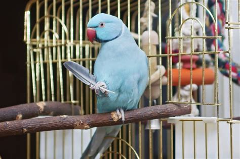 Indian Ringneck Parakeet Blue Female Ubicaciondepersonas Cdmx Gob Mx