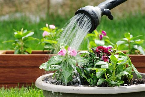 Top 6 Best Watering Wands For Keeping Plants Hydrated