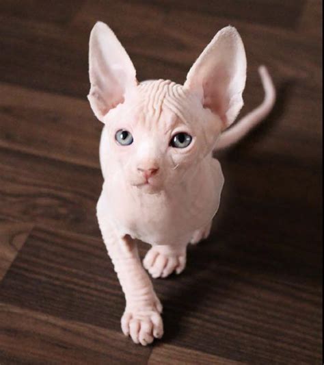 The Sphynx Cat Is A Breed Of Cat Known For Its Lack Of Fur Because