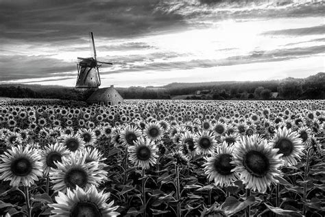 Windmill In The Sunflower Fields Black And White Photograph By Debra