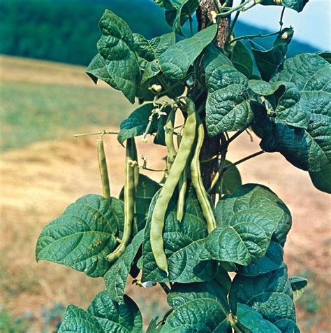 Snap beans are tender annuals that grow best in temperatures between 60° and 85°f. bean | Definition, Description, Nutrition, & Examples ...