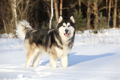 Check our list of puppies for sale now! Alaskan Malamute: aspetto, carattere e cura - Tuttogreen