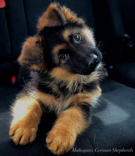 Everything I Like About The Energetic German Shepherd Puppies