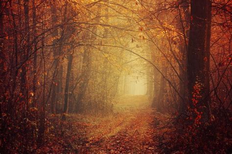 The Pathway Into The Enchanted Misty Autumn Forest Photo Etsy