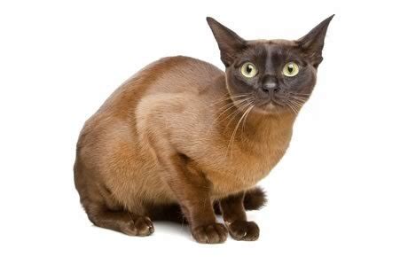 Some are simply less likely to elicit an allergic reaction. Top 17 Least Shedding Cat Breeds - CatTime