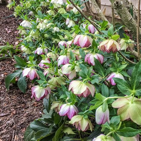 Lenten Rose Care And Planting Guide How To Grow Hellebores