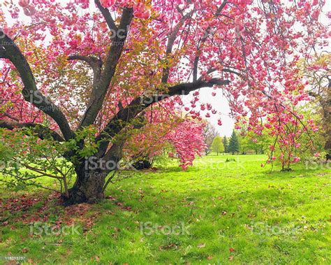 Identifying species of locust trees can be done by features such as their flowers, color of bark however, both the robinia and gleditsia species of locust trees have strongly scented blossoms. Pink Cherry Blossom Tree Spring In Nj Stock Photo ...