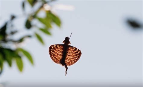 Weapons in dark souls 2 are a strategic and important choice for the player. Flying Dragons Of The Jungle | The Kid Should See This