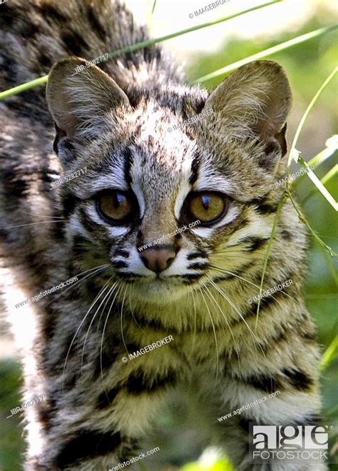Tiger Cat Or Oncilla Leopardus Tigrinus Portrait Of Adult Stock