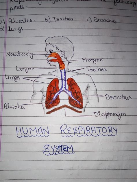 Draw A Labelled Diagram Showing The Human Respiratory Vrogue Co