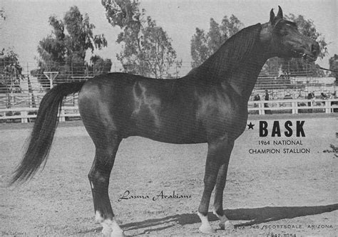 Amerose Arabian And Quarab Horses Bask Grandsire