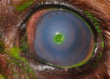 Rubbing and squinting are common signs that your cat might have an eye infection. Eye ulcers (corneal ulcers) in dogs - PDSA