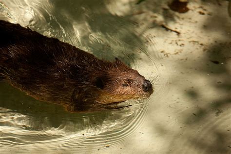 Beavers Released Into Enclosure To Help Restore Wetland Habitats