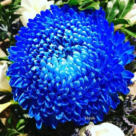 Summer Blue Flowers Mums Flowers Send Flowers Online Avas Flowers