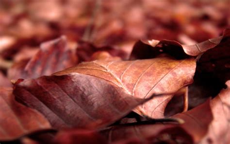Dry Brown Leaf Wallpapers Hd Desktop And Mobile Backgrounds