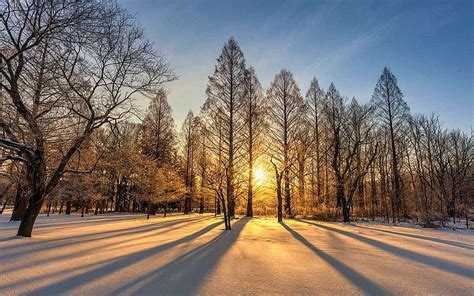 Winter Sunrise At Cleveland Metroparks Ohio Trees Brecksville Usa