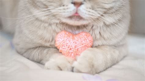 20 Cats Who Want To Be Your Valentine This Valentines Day Pictures Cattime Valentines Day
