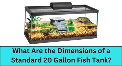 What Are The Dimensions Of A Standard Gallon Fish Tank Pet Fish Tank