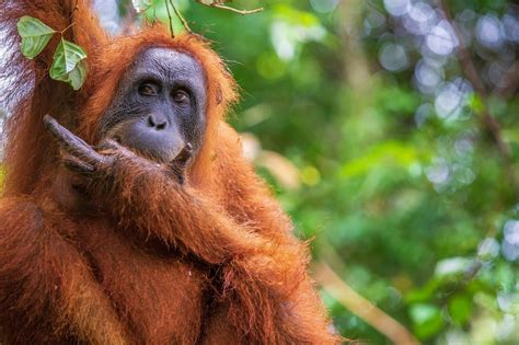 Fleeting Glimpses Of Indonesia’s Endangered Orangutans The New York Times