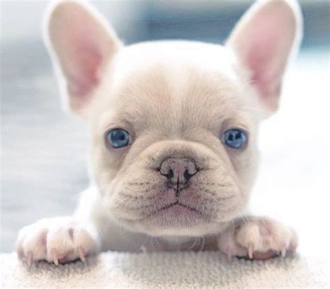 Oh My Goodness This French Bulldog Puppy Is So Adorable And Those